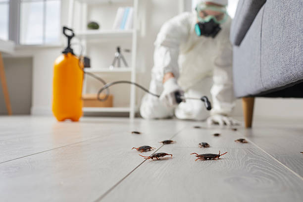 Commercial Rodent Management in Laredo